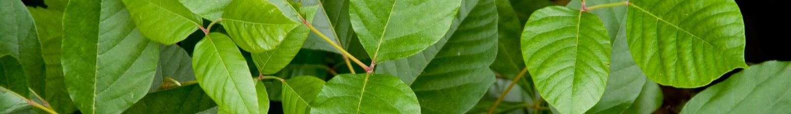 poison ivy plant