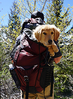 golden retriever puppy looking out from a hiker's backpack