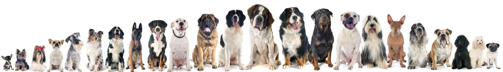 All different breeds of dogs
