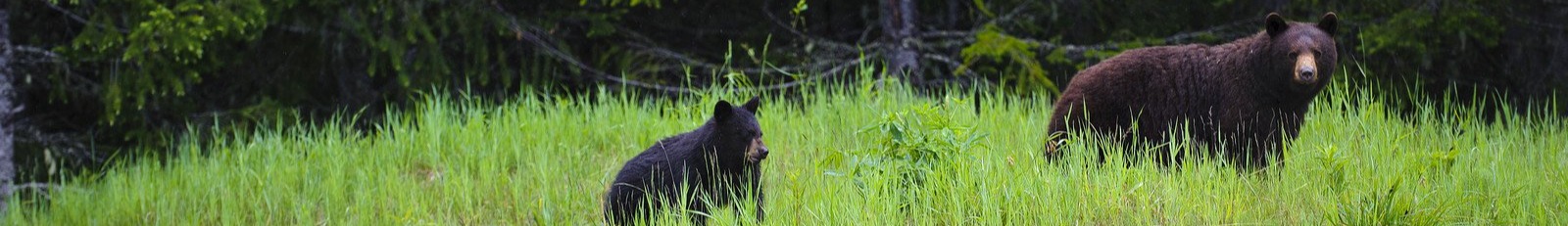 Black bear mother and cubs feeding on grass and clover in the rain