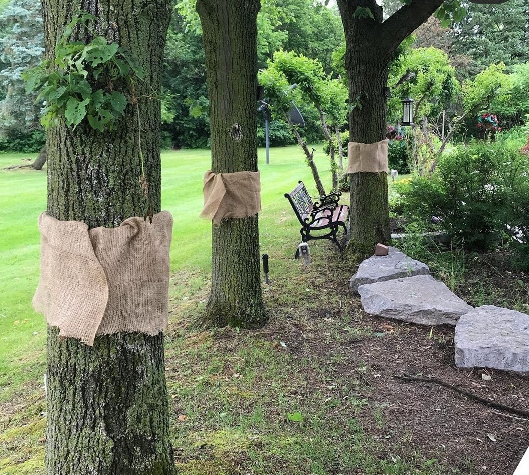 burlap on trees to manage the gypsy moth