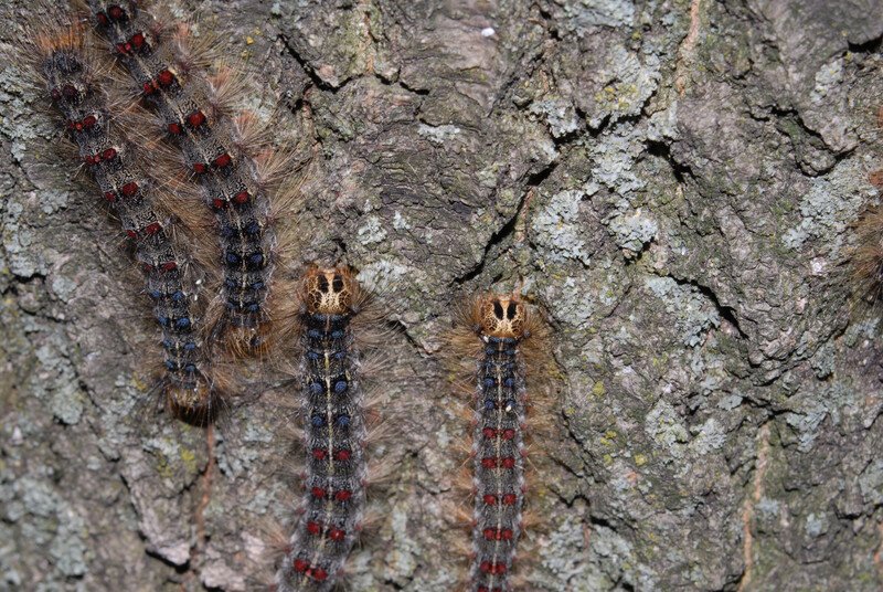Gypsy moth caterpillars on a tree