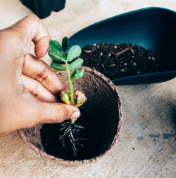 Gardener hand planting a sprouting plant into a small pot