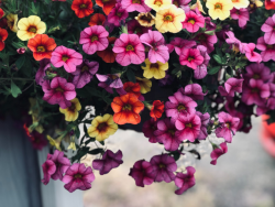 Hanging basket of multi-colored petunias